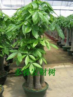 供應(yīng)空氣凈化器出租室內(nèi)綠植租賃