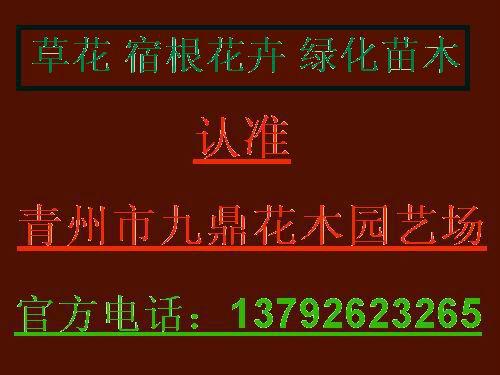 潍坊市八宝景天价格三七景天价格山东厂家