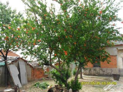 供應(yīng)石榴景觀樹，石榴價(jià)格，花石榴基地