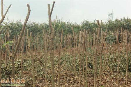 柳州市洋紫荆小苗价格厂家供应洋紫荆小苗价格