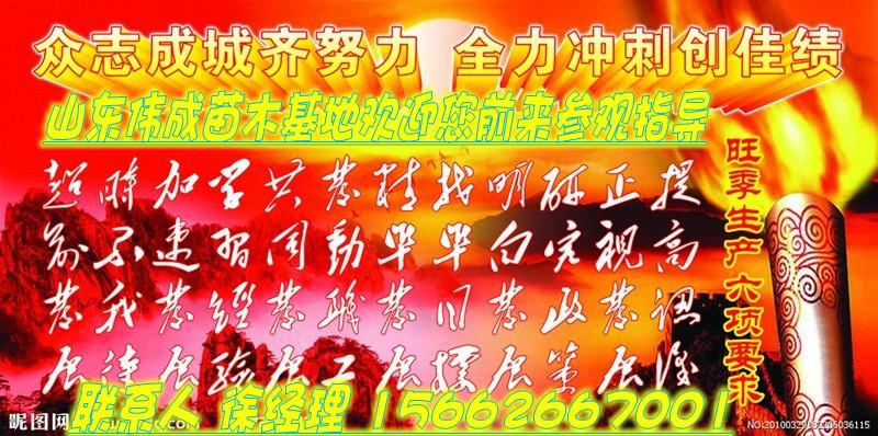 山東偉成苗木基地1國槐基地圖片