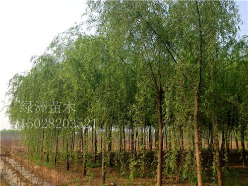 河北8公分旱柳出售 河北8公分旱柳出售_保定大漢綠洲