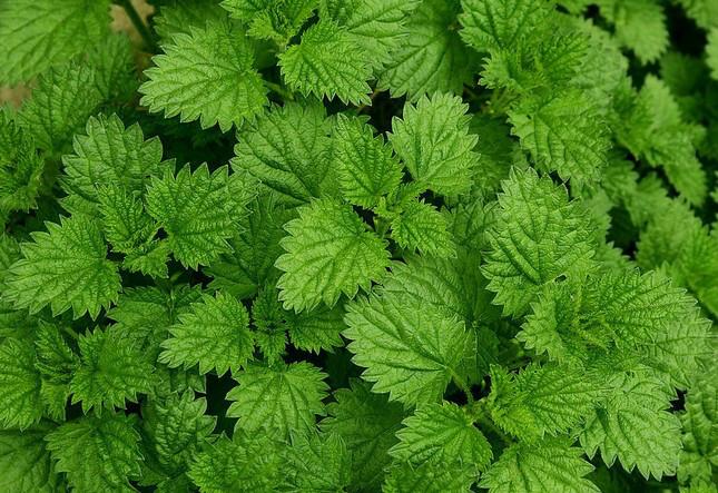 供應(yīng)原生態(tài)薄荷精油