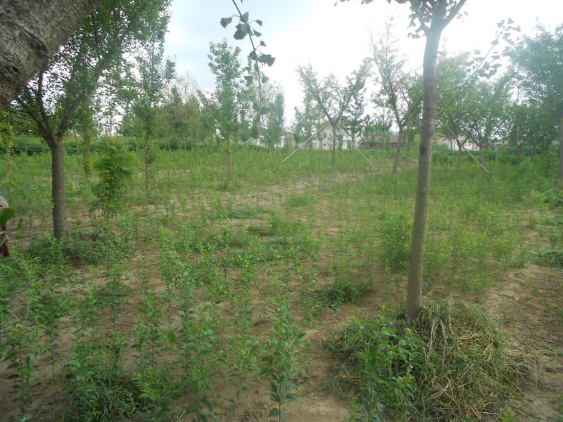 供應(yīng)江蘇紫薇樹銷售價(jià)格，江蘇紫薇樹基地報(bào)價(jià)，江蘇紫薇樹種植批發(fā)