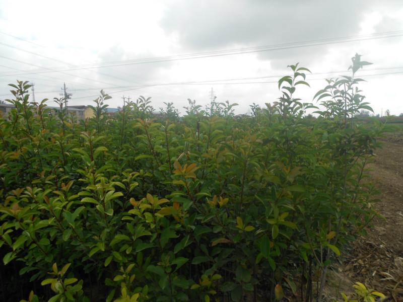 供應(yīng)江蘇高桿女貞基地優(yōu)惠價格，鹽城大葉女貞*手機(jī)