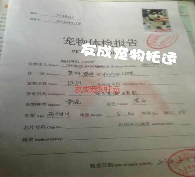 帶狗狗貓咪出國到美國圖片