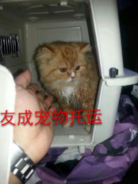 带猫猫出国带图片