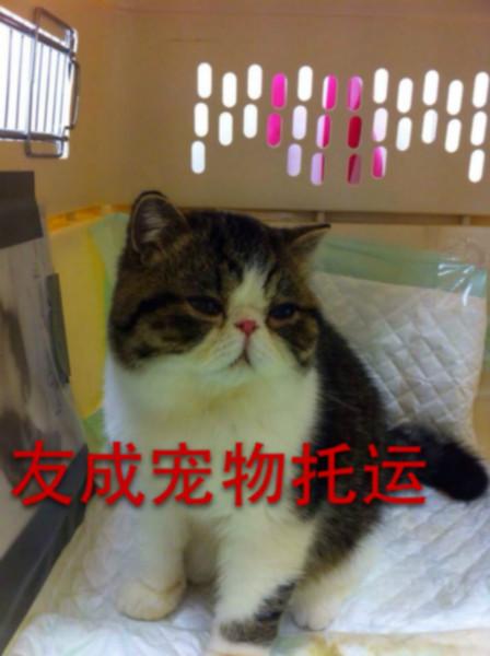 貓咪回國貓舍怎么買貓回國圖片