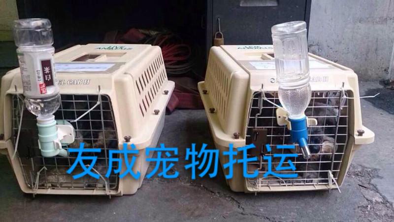 供应上海宠物狗狗猫咪航空火车托运热线 上海宠物狗狗猫咪航空火车专线