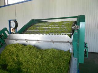 金銀花干燥設(shè)備圖片/金銀花干燥設(shè)備樣板圖 (3)