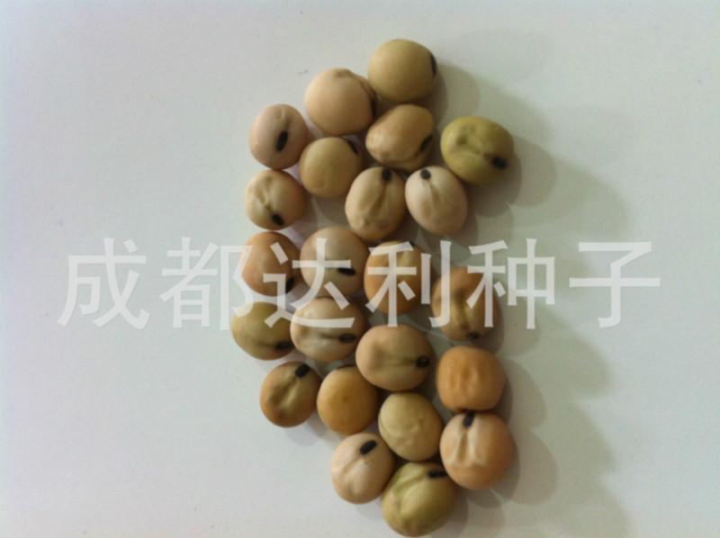 供應(yīng)豌豆尖種子用于豌豆尖生產(chǎn)的有*紅豌豆 黑眉毛以及無須豌豆