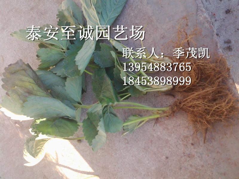 供應(yīng)草莓苗 優(yōu)質(zhì)草莓苗批發(fā) 大型草莓供應(yīng)基地