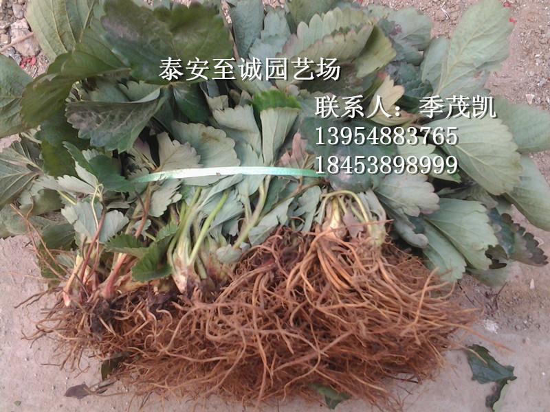 供應(yīng)草莓苗 優(yōu)質(zhì)草莓苗批發(fā) 大型草莓供應(yīng)基地