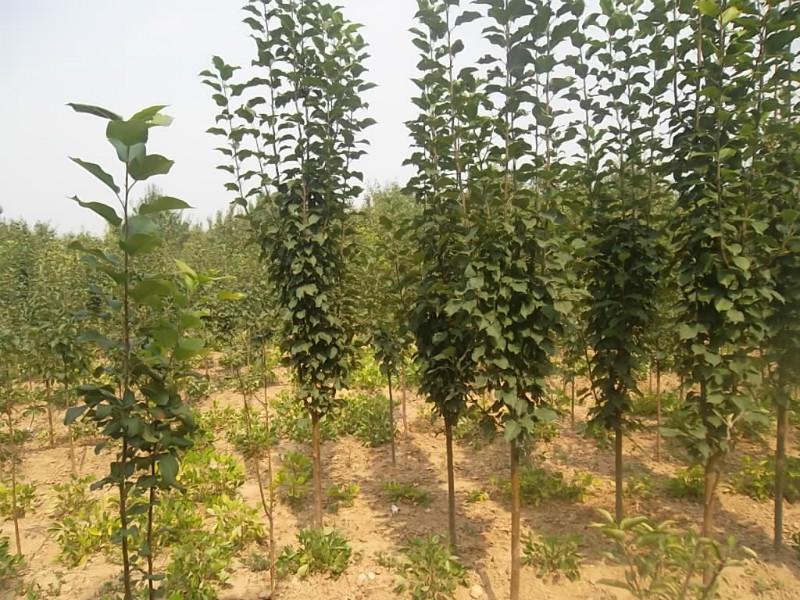 供應(yīng)金紅海棠樹供應(yīng)商