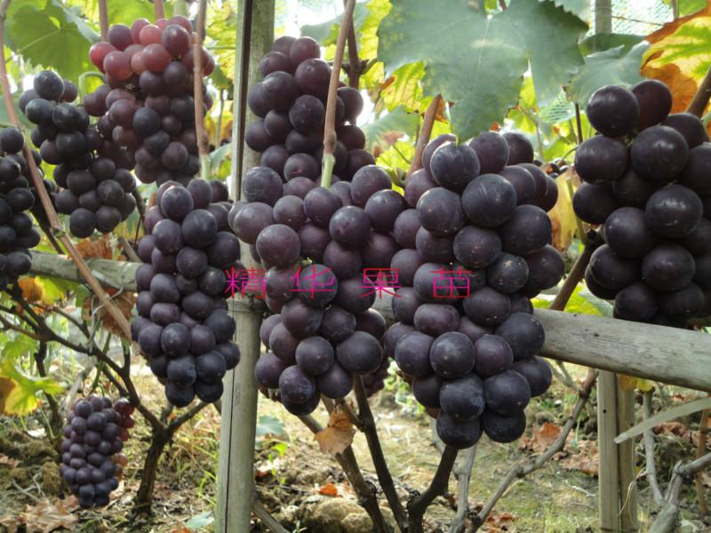 供應(yīng)壽光巨峰葡萄苗