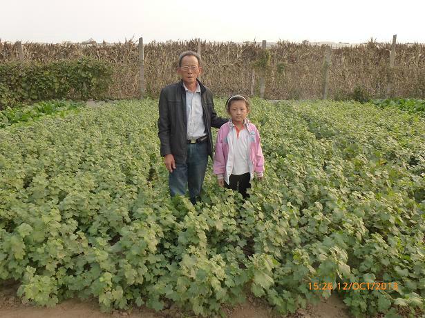 供應(yīng)黃提葡萄苗