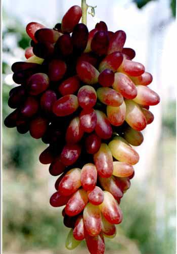 供應(yīng)*葡萄苗