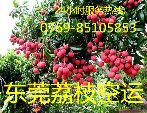 荔枝空運快遞圖片