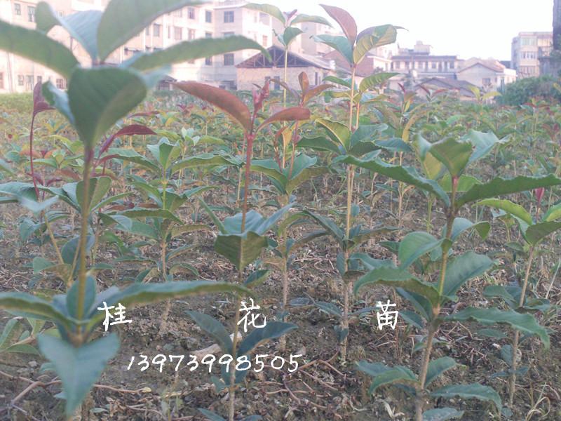 供应桂花价格-湖南桂花种植基地-湖南桂花厂家直销