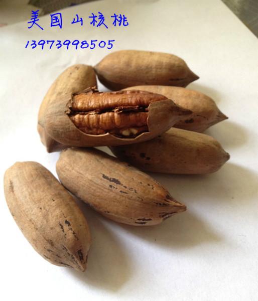 供應(yīng)美國薄殼核桃嫁接苗 美國薄殼核桃嫁接苗、美國山核桃