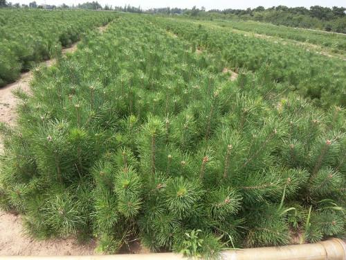 供應綠化側柏苗種植園價格