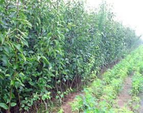 供應(yīng)柿子苗供貨商