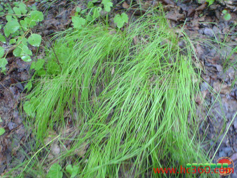 供應(yīng)烏拉草優(yōu)惠，制造床墊鞋墊草編工藝品造紙的*原料