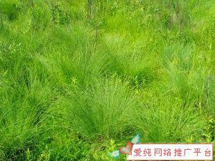 供應(yīng)烏拉草優(yōu)惠，制造床墊鞋墊草編工藝品造紙的*原料