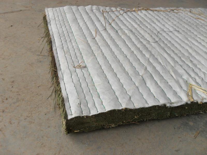 烏拉草圖片/烏拉草樣板圖 (2)