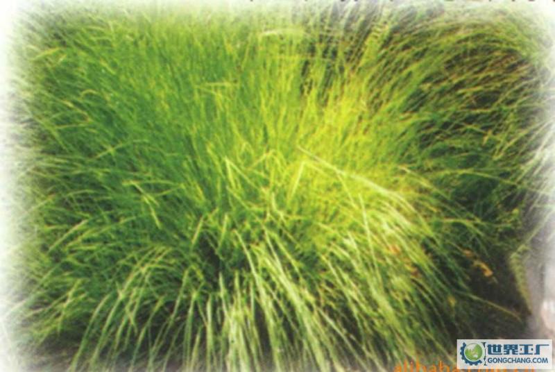 烏拉草干草的價格圖片