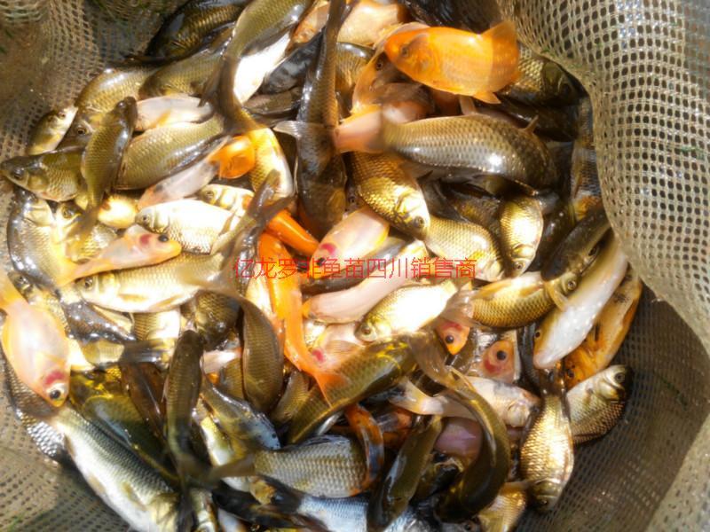供應景鯉景鯽魚金魚@
