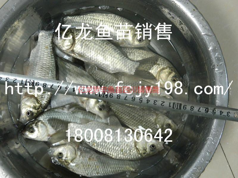 2016鯽魚宏豐2鯽魚魚苗圖片
