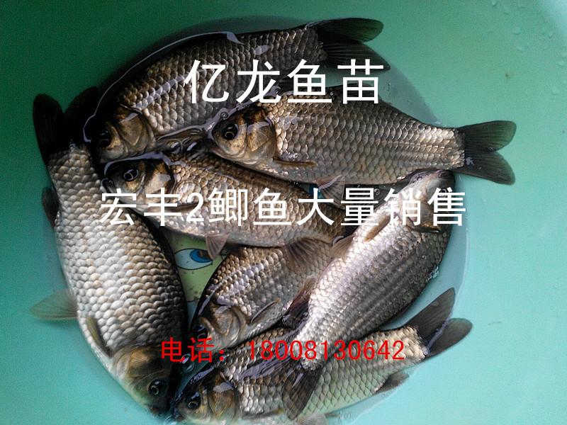 供應(yīng)宏豐2鯽魚和魚苗銷售、