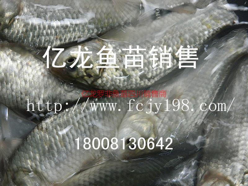 供應(yīng)宏豐2豐產(chǎn)鯽新科巨鯽魚(yú)價(jià)格宏豐2豐產(chǎn)鯽新科巨鯽魚(yú)價(jià)格}