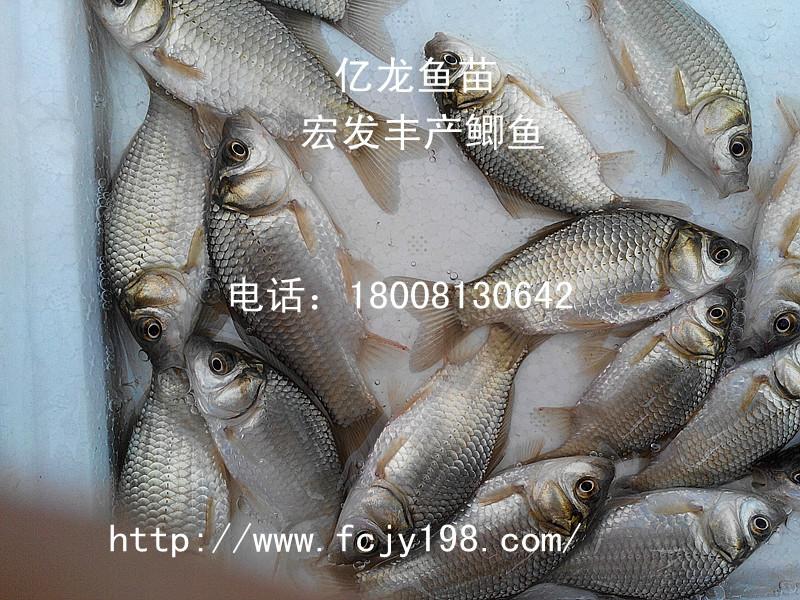 供應(yīng)富順銀鯽水花魚苗富順銀鯽水花魚苗）