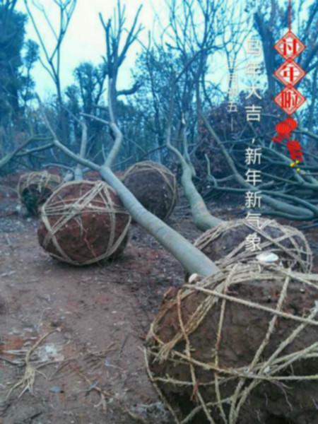 江西香泡树供应江西香泡树 、哪里有江西香泡树卖、哪里的江西香泡树最好