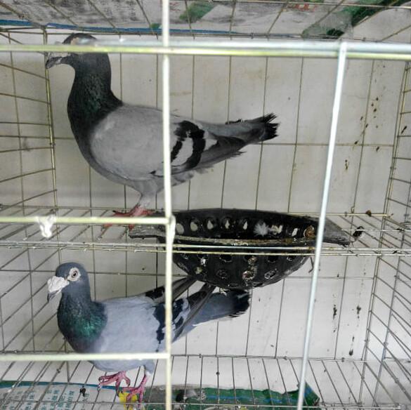 供應羊眼大鼻子花大鼻子