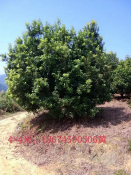 供應(yīng)冠3米楊梅樹(shù)，