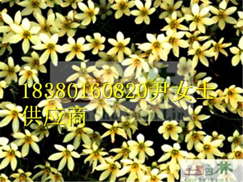 供應(yīng)蔥蘭-蔥蘭價格-蔥蘭產(chǎn)地-蔥蘭苗木基地-蔥蘭產(chǎn)地