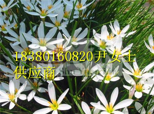 供應(yīng)蔥蘭-蔥蘭價格-蔥蘭產(chǎn)地-蔥蘭苗木基地-蔥蘭產(chǎn)地