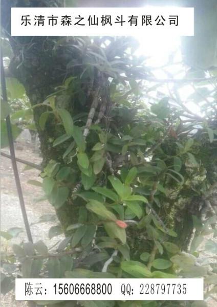 供應鐵皮石斛是養(yǎng)生*的選擇