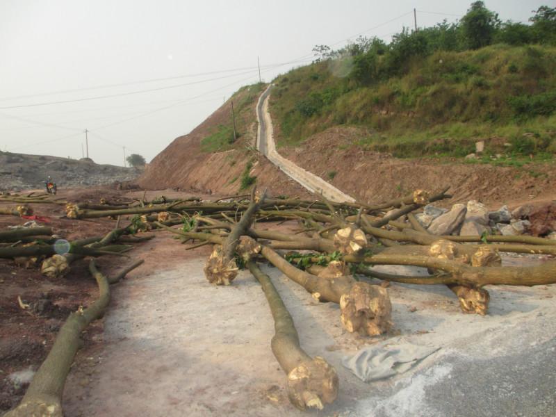 供應(yīng)重慶刺桐批發(fā)基地  刺桐批發(fā)基地價(jià)格  湖南刺桐批發(fā)基地