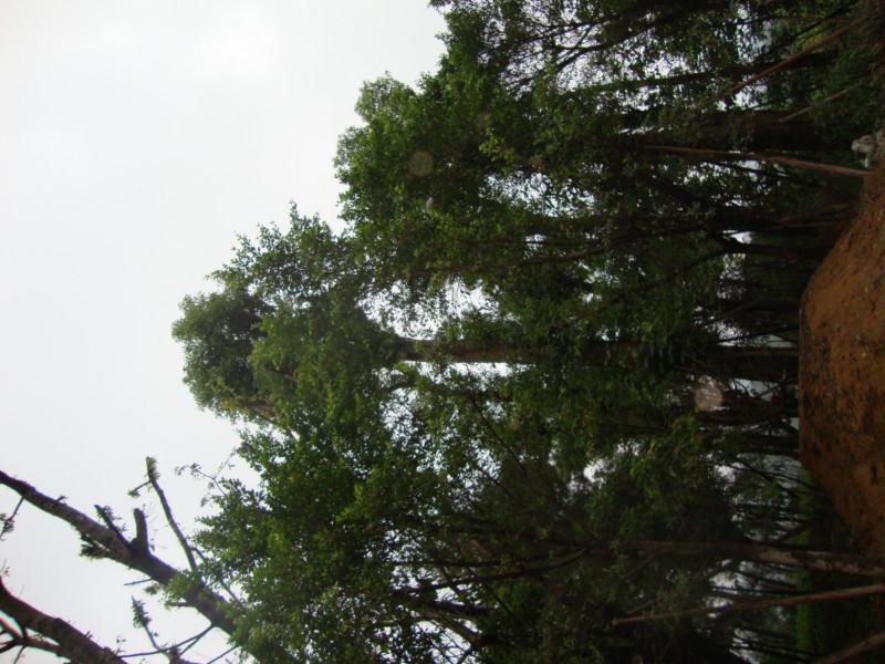 供應(yīng)重慶花卉苗木基地批發(fā)出售香樟