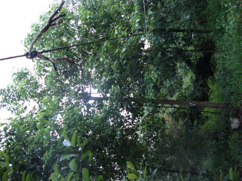 供應(yīng)重慶花卉苗木基地出售香樟