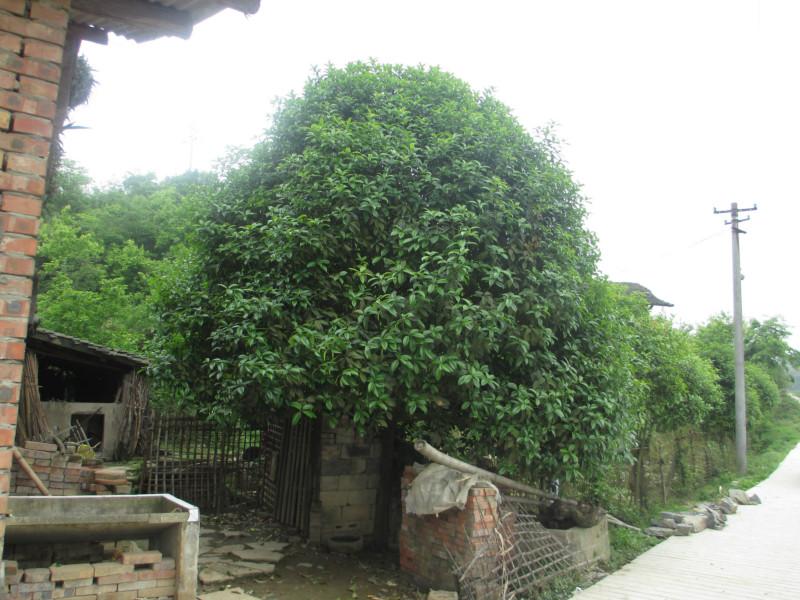 供應(yīng)重慶花卉苗木批發(fā)基地出售春鵑