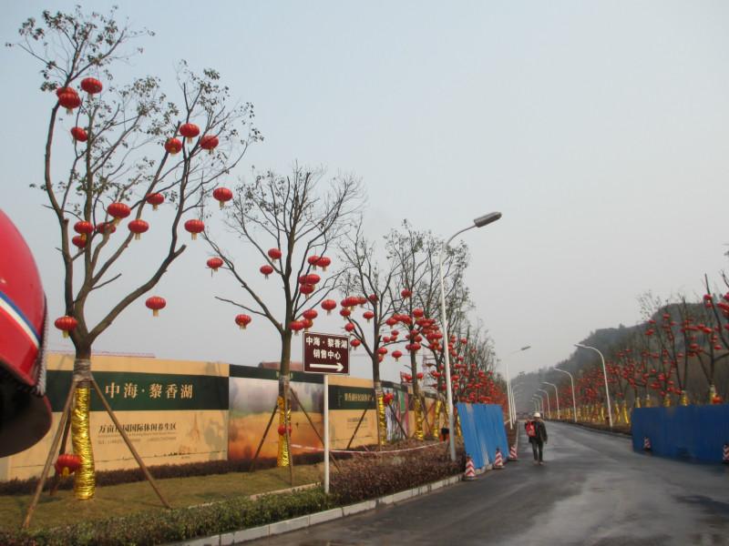 供應(yīng)重慶花卉苗木基地出售香樟