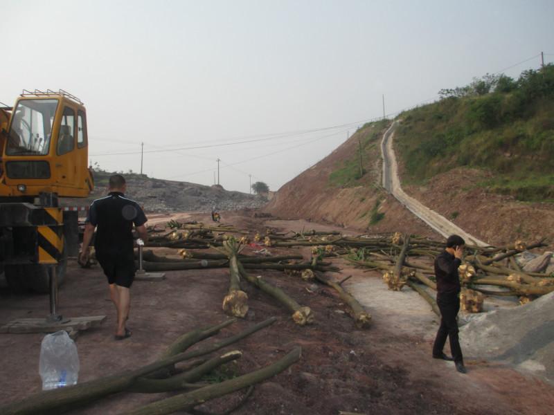 供應重慶苗木批發(fā)基地出售刺桐