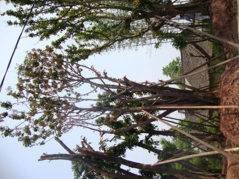 供應重慶樂昌含笑  天竹桂  桂花