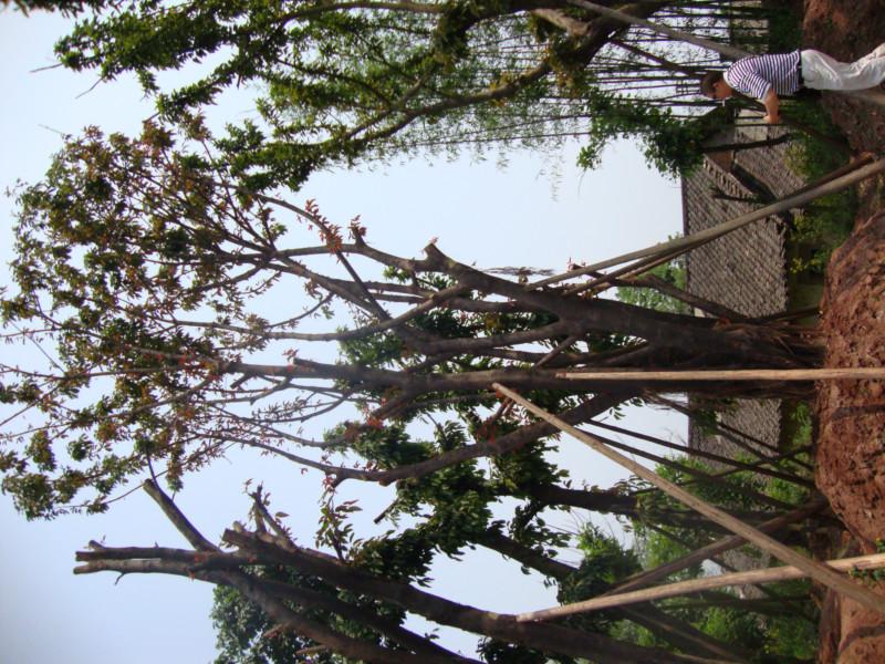 供應重慶樂昌含笑  天竹桂  桂花