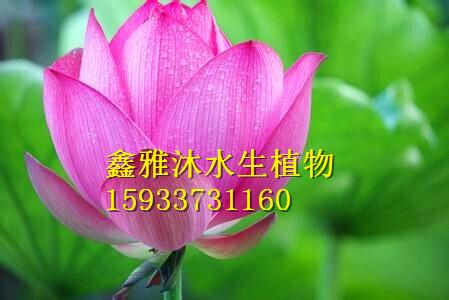 水生植物種苗公司 荷花苗培育廠家 睡蓮種苗銷售廠家 培育水生植物種苗基地